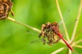 Sympetrum sanguineum Ruddy darter male dragonfly red colored body top view Royalty Free Stock Photo