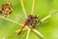 Sympetrum sanguineum Ruddy darter male dragonfly red colored body top view Royalty Free Stock Photo