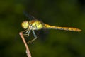 Sympetrum striolatum / Yellow Dragonfly Royalty Free Stock Photo