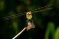 Sympetrum vulgatum, vagrant darter Royalty Free Stock Photo