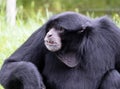 Symphalangus Syndactylus Or Siamang Royalty Free Stock Photo