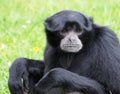 Symphalangus Syndactylus Or Siamang Royalty Free Stock Photo