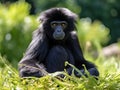 Symphalangus Syndactylus Or Siamang Royalty Free Stock Photo