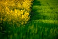 A Symphony of Colors: Rapeseed and Wheat Fields in Spring Ã¢â¬â Beautiful Agricultural Landscape