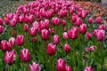 A Symphony of Eastern Star Tulips: Endless Fields of Tulipa agenensis (Eastern Star Tulips Royalty Free Stock Photo