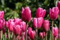 A Symphony of Eastern Star Tulips: Endless Fields of Tulipa agenensis (Eastern Star Tulips Royalty Free Stock Photo