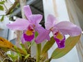 Symphony of Elegance: Blooming Cattleya Orchids in Full Glory