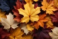 A symphony of falling yellow and red maple leaves embraces autumn