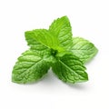 Isolated Herbal Bliss: Peppermint with Branches