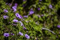 A Symphony of Morning Glories