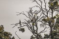 Symphony in Scarlet: Two Macaws on a Branch