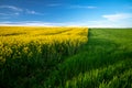 A Symphony of Spring: Rapeseed and Wheat Fields Bursting with Life