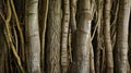 Symphony of Trunks: Nature's Geometric Tapestry