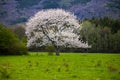 A Symphony of White: Cherry Blossoms Dancing in the Spring Breeze