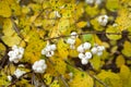 Symphoricarpos albus (Common snowberry) Royalty Free Stock Photo
