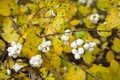 Symphoricarpos albus (Common snowberry)