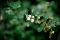 Symphoricarpos albus Common Snowberry plant with white berries. Caprifoliaceae or honeysuckle family.