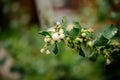Symphoricarpos albus Common Snowberry plant with white berries. Caprifoliaceae or honeysuckle family.
