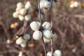 Symphoricarpos albus, common snowberry. White berries on a branch Royalty Free Stock Photo