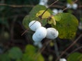 Symphoricarpos albus, snowberry white berries shrub background a Royalty Free Stock Photo