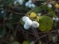 Symphoricarpos albus, snowberry white berries shrub background a Royalty Free Stock Photo