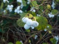 Symphoricarpos albus, snowberry white berries shrub background a Royalty Free Stock Photo