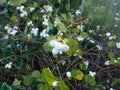 Symphoricarpos albus, snowberry white berries shrub background a Royalty Free Stock Photo