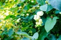 Symphoricarpos, commonly known as the snowberry, waxberry, or ghostberry Royalty Free Stock Photo