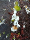 Symphoricarpos, commonly known as the snowberry, waxberry, or ghostberry Royalty Free Stock Photo