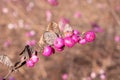 Symphoricarpos doorenbosii Amethyst. snowberry, waxberry, ghostberry. Pink berries on a branch. Decorative shrub