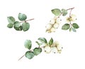 Image Symphoricarpos snowfruit watercolor snowberry plant background