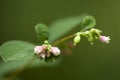 Symphoricarpos Royalty Free Stock Photo