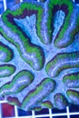 Symphyllia brain coral Royalty Free Stock Photo