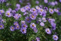 Symphyotrichum dumosum (Aster dumosus) beautiful blue autumn flowers