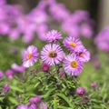 Symphyotrichum dumosum close-up, bushy aster, plant in the aster family. Picturesque bright plant in autumn