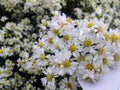 Symphyotrichum ericoides for decoration in wedding as a background. Royalty Free Stock Photo