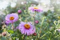 Symphyotrichum novae-angliae, Aster novae-angliae, New England aster, hairy Michaelmas-daisy