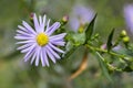 Symphyotrichum novae-angliae Michaelmas daisy in bloom, autumn ornamental herbaceous perennial plant