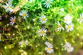 Symphyotrichum novae angliae, New England Aster