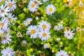 Symphyotrichum novae angliae, New England Aster