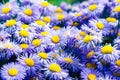 Symphyotrichum novi-belgii Royalty Free Stock Photo