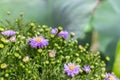 Symphyotrichum novi-belgii or American aster, purple lilac garden ornamental flower. Large green bush Symphyotrichum blossom. Royalty Free Stock Photo