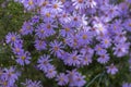 Symphyotrichum novi-belgii flowering plant, beautiful summer autumn rich petal flowers in bloom Royalty Free Stock Photo