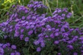 Symphyotrichum novi-belgii flowering plant, beautiful summer autumn rich petal flowers in bloom Royalty Free Stock Photo