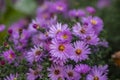 Symphyotrichum novi-belgii flowering plant, beautiful summer autumn rich petal flowers in bloom Royalty Free Stock Photo