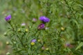 Symphyotrichum novi-belgii flowering plant, beautiful summer autumn rich petal flowers in bloom Royalty Free Stock Photo