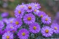 Symphyotrichum novi-belgii flowering plant, beautiful summer autumn rich petal flowers in bloom Royalty Free Stock Photo