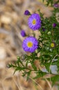 Symphyotrichum novi-belgii flowering plant, beautiful summer autumn rich petal flowers in bloom Royalty Free Stock Photo