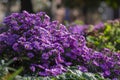 Symphyotrichum novi-belgii flowering plant, beautiful summer autumn rich petal flowers in bloom Royalty Free Stock Photo