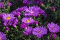 Symphyotrichum novi-belgii flowering plant, beautiful summer autumn rich petal flowers in bloom Royalty Free Stock Photo